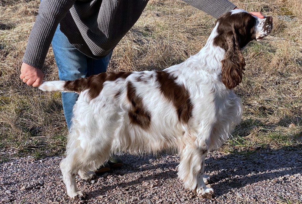Vi hoppas på valpar med Nancy