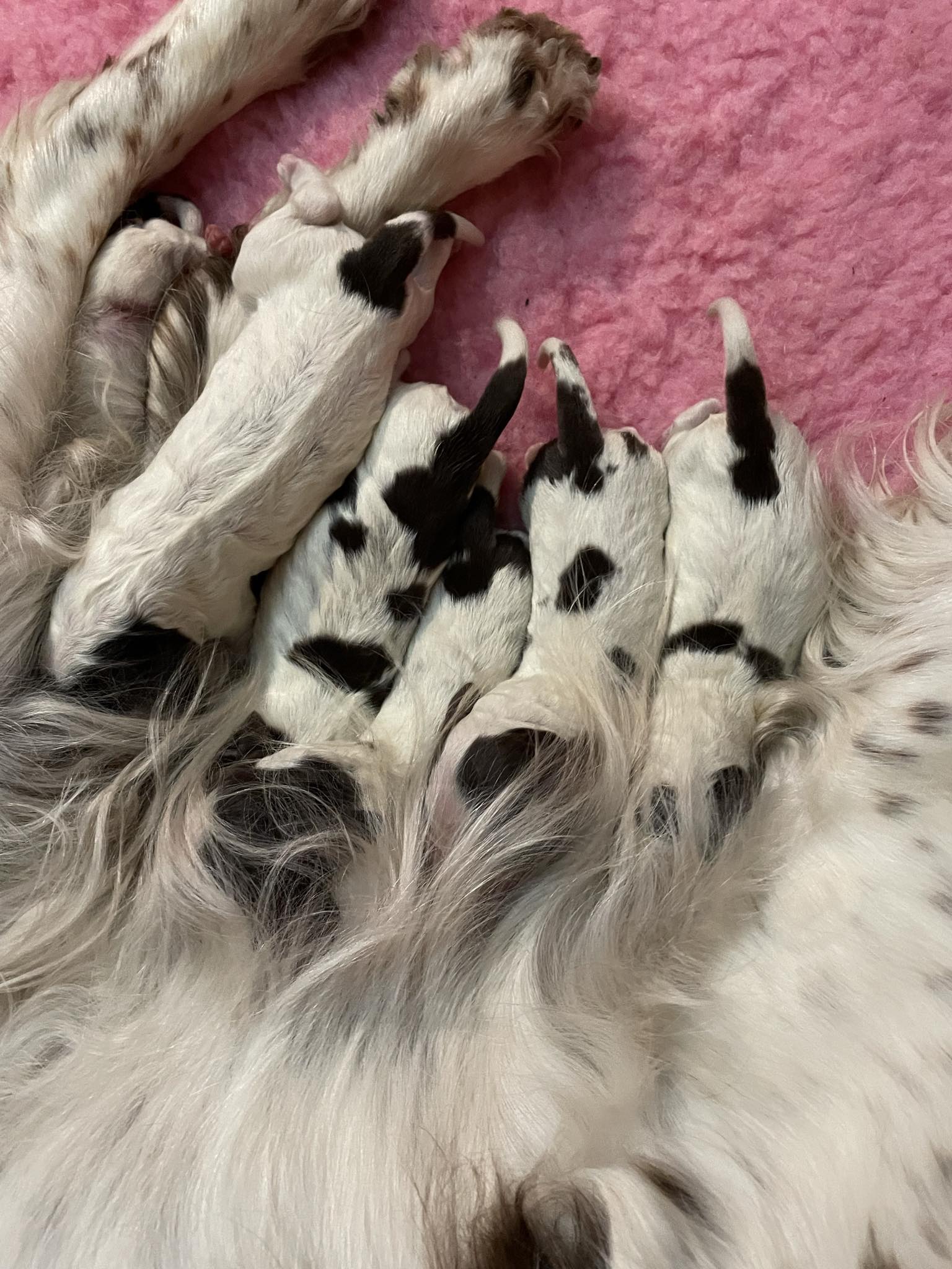 tricias nya